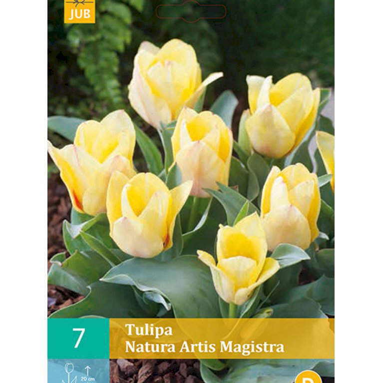 Greigii tulipaner 'Natura Artis Magistra' (nr. E87)