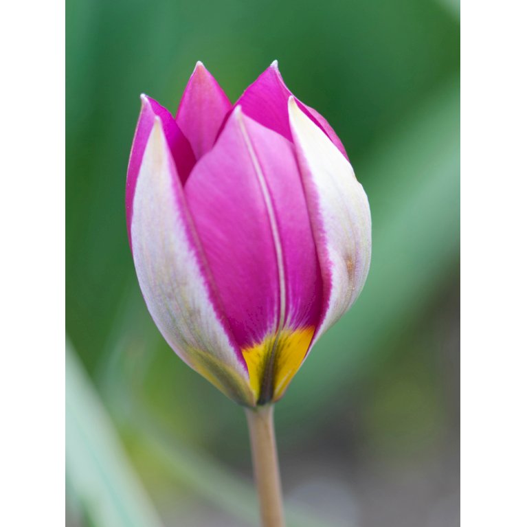 Botaniske tulipaner 'Pulchella Persian Pearl'