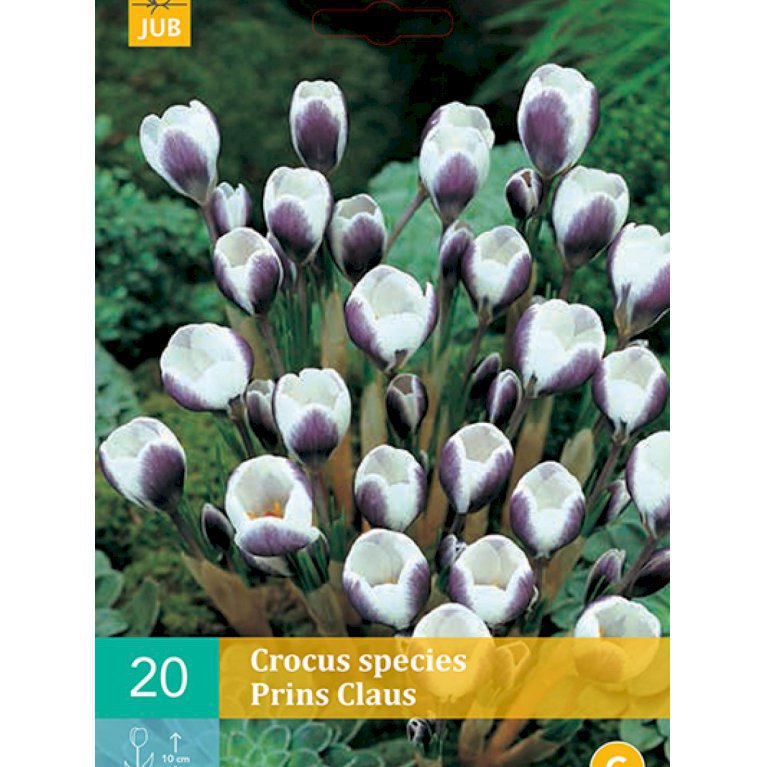 Botaniske krokus 'Prins Claus' (nr. E121)
