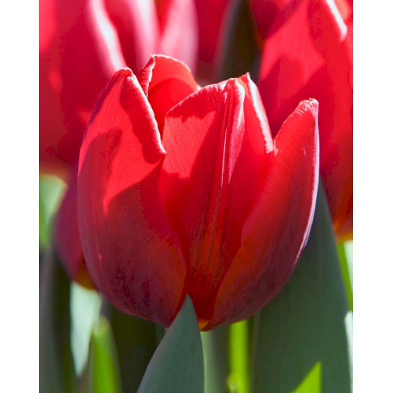 Tulipan, enkel, tidlig 'Couleur Cardinal' 100 stk. (nr. E02)