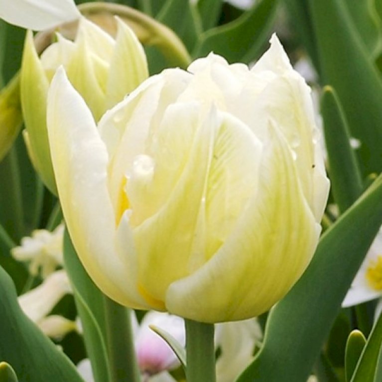 Tulipan 'Mondial' Storkøb