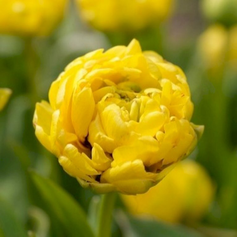 Tulipan 'Yellow Pomponette' Storkøb