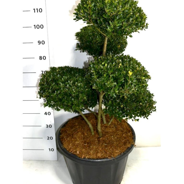 Dværgkristtorn 'Green hedge'