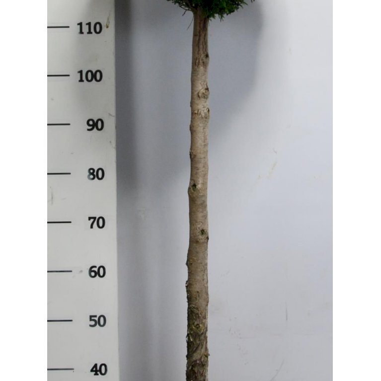 Modulhæk Thuja 'Smaragd'