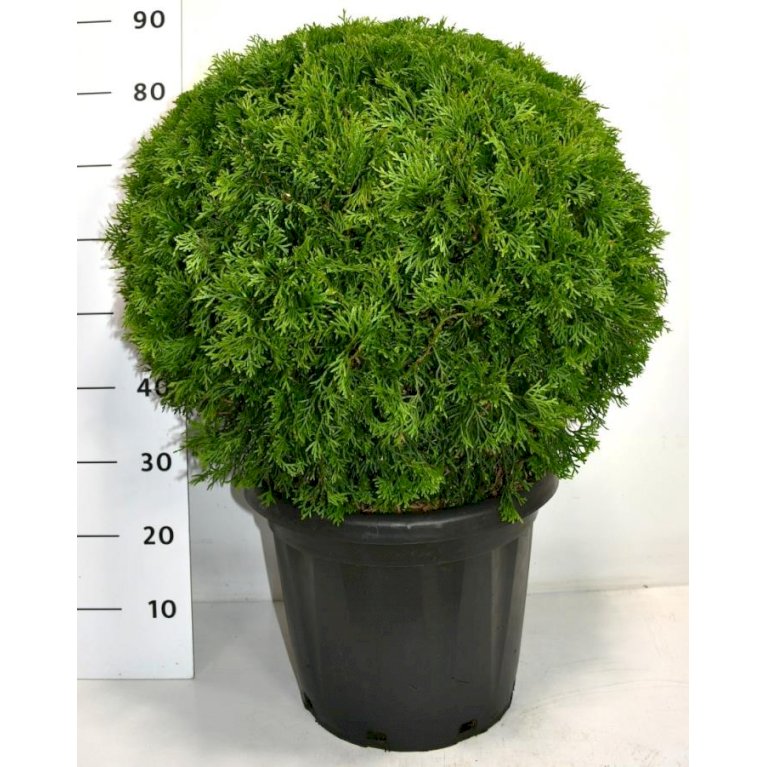 Modulhæk Thuja 'Smaragd'