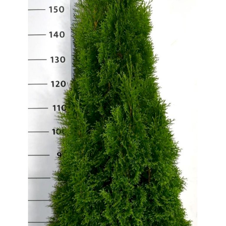 Modulhæk Thuja 'Smaragd'