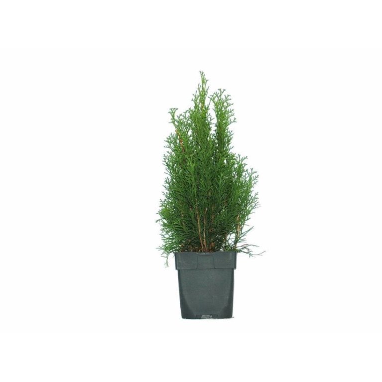 Modulhæk Thuja 'Smaragd'