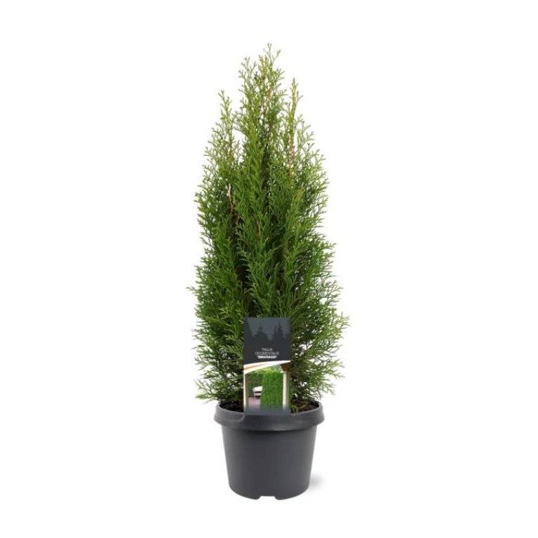 Modulhæk Thuja 'Smaragd'