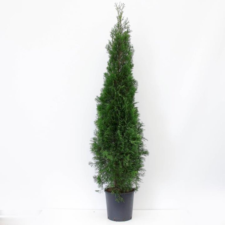 Modulhæk Thuja 'Smaragd'