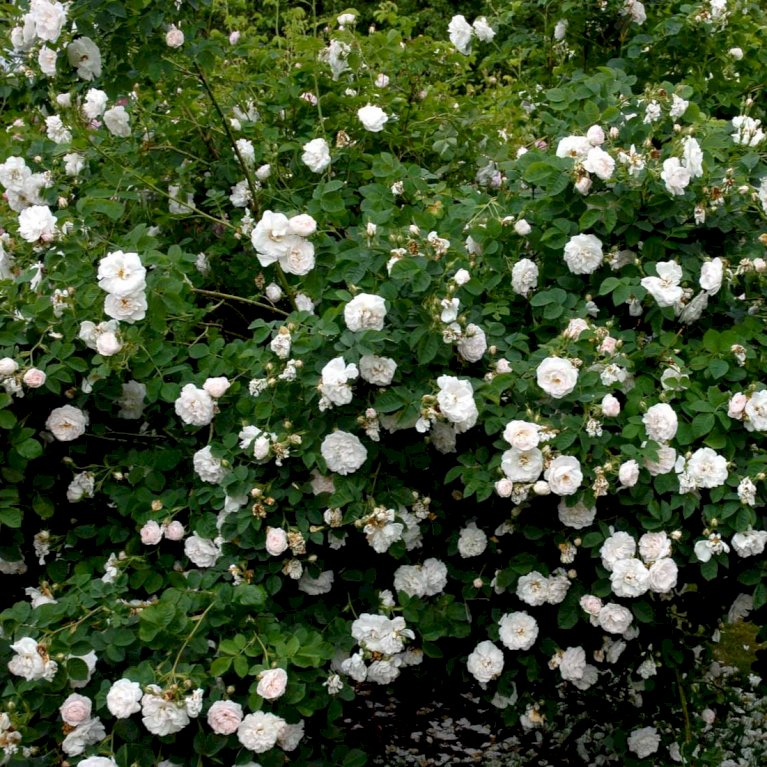 'Maxima' (syn. White Rose of York)