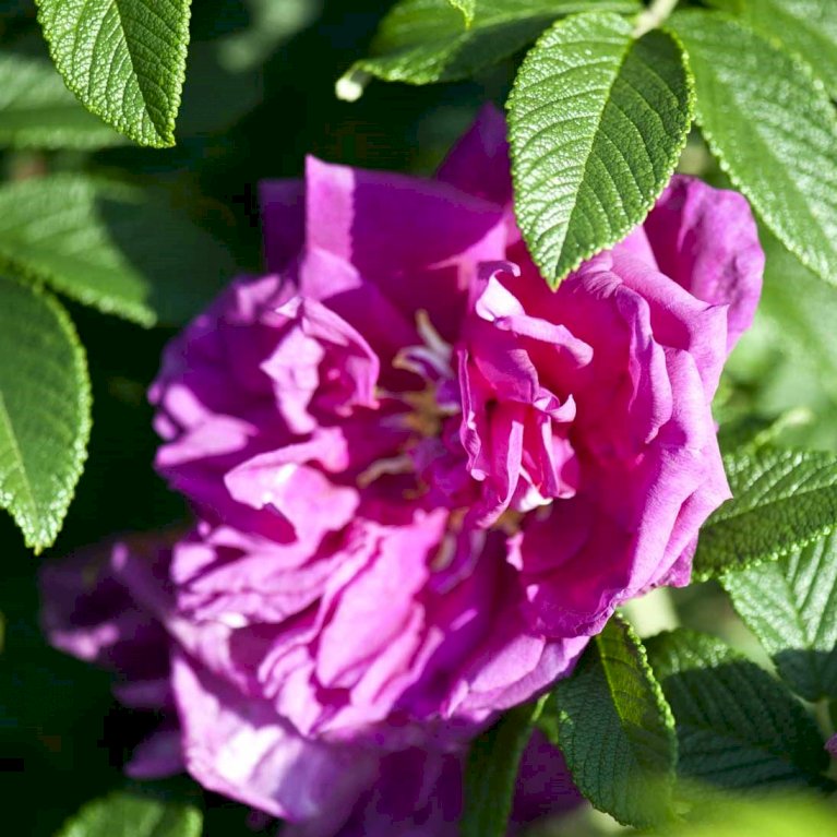 Rynket rose 'Roseraie de l'Hay'