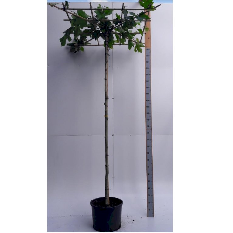 Platanus acerifolia  parasol
