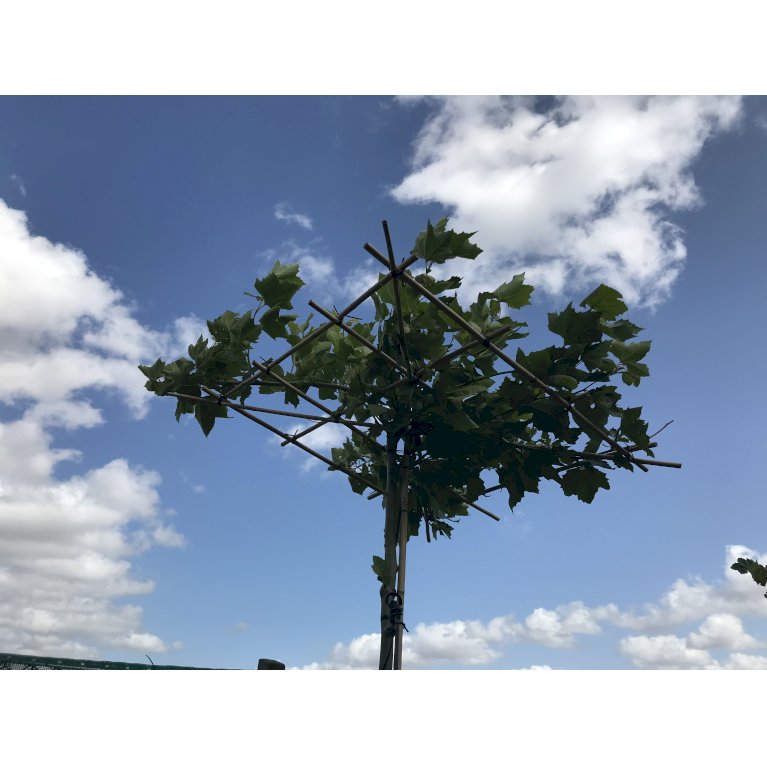 Platan parasolformet - Platanus acerifolia - Træer - Plantetorvet.dk