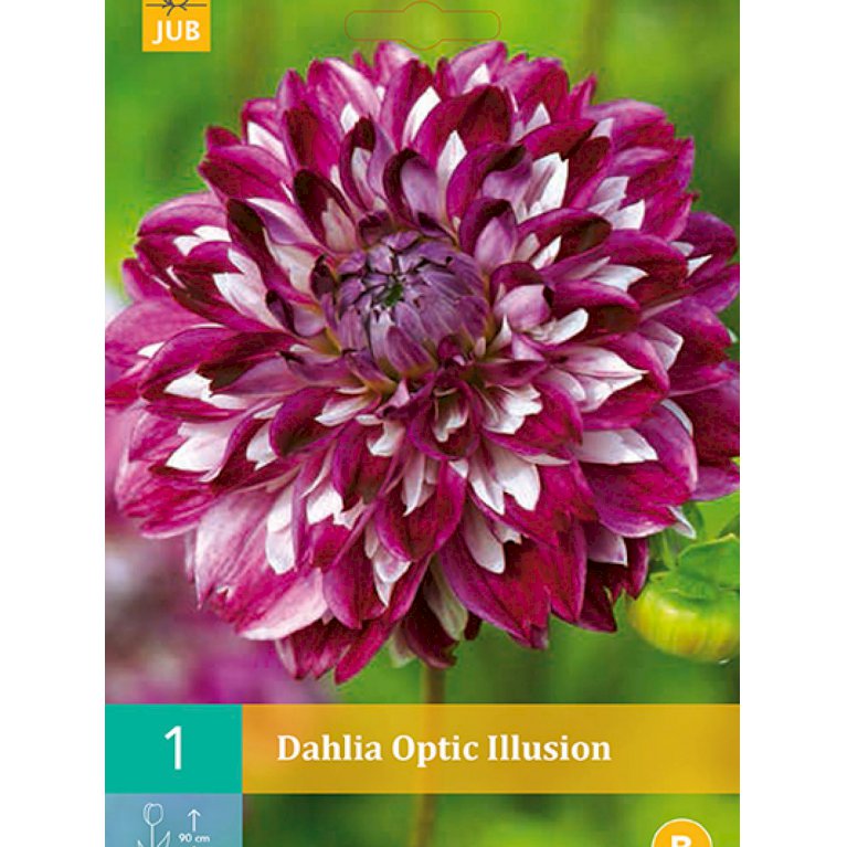 Dahlia 'Optic Illusion' (nr. 6)