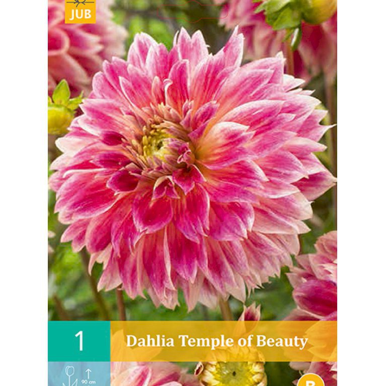Dahlia 'Temple Of Beauty' (nr. 16)