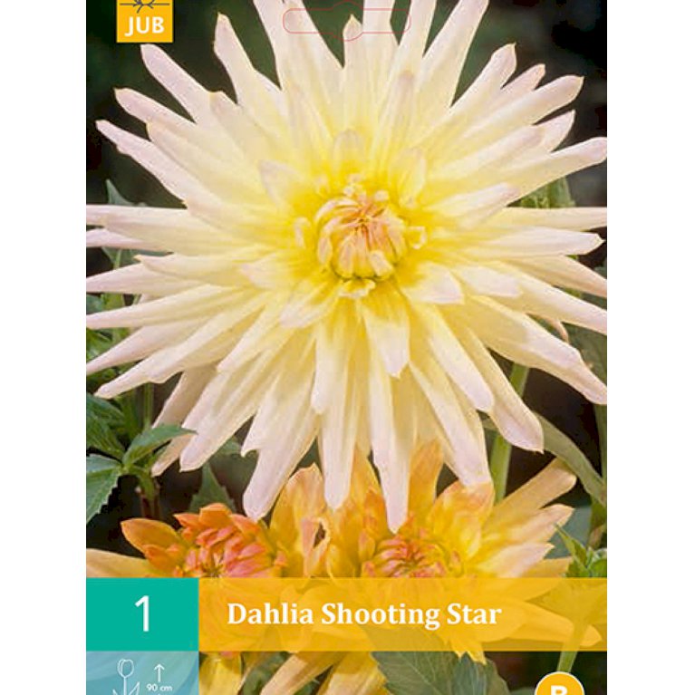Dahlia 'Shooting Star' (nr. 38)