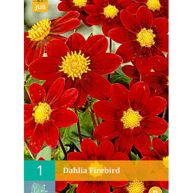 Dahlia 'Firebird' (nr. 58)