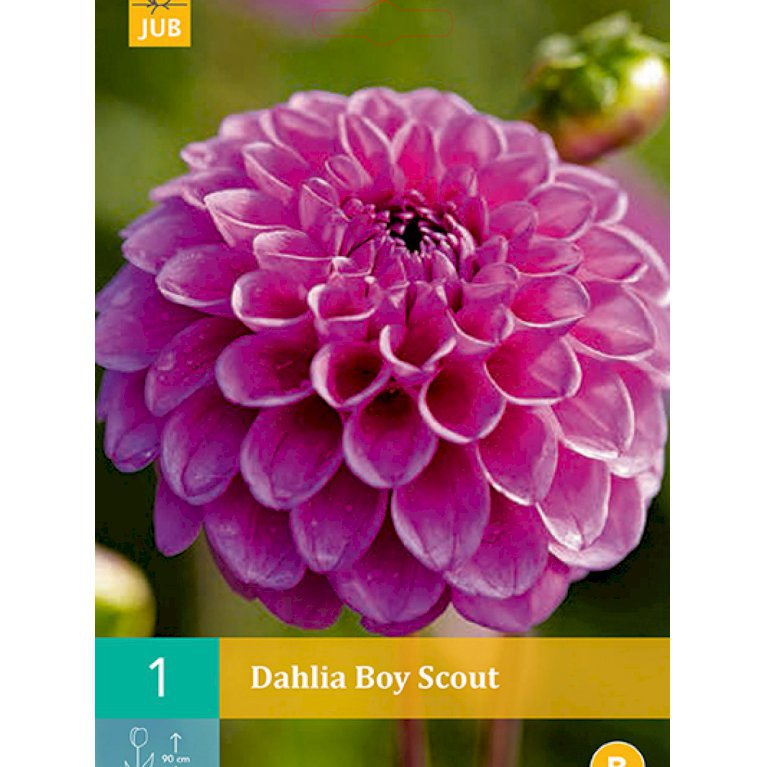 Dahlia 'Boy Scout' (nr. 62)