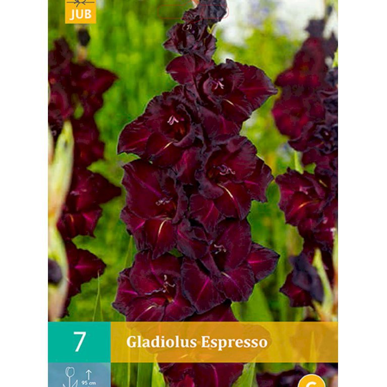 Gladiolus 'Espresso' (nr. 67)