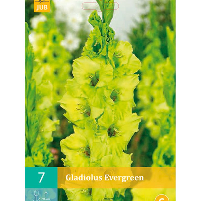 Gladiolus 'Evergreen' (nr. 68)