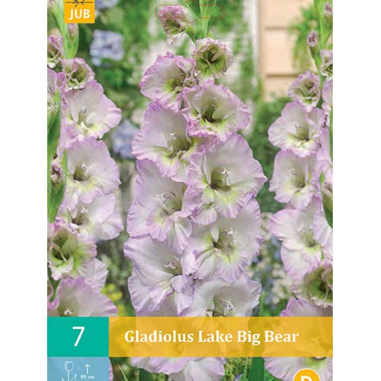 Gladiolus 'Lake Big Bear' (nr. 73)