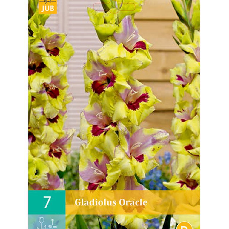 Gladiolus 'Oracle' (nr. 222)