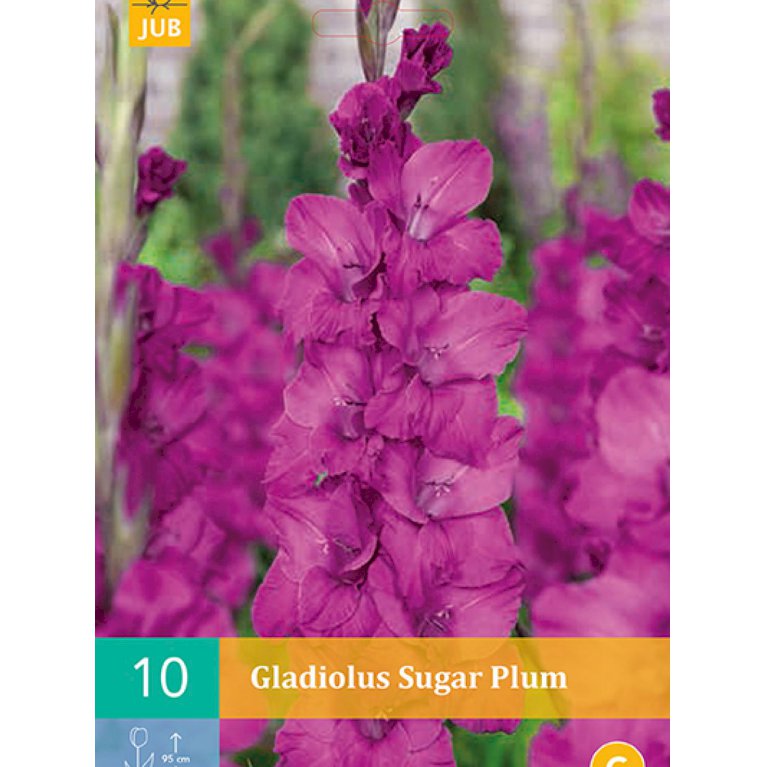 Gladiolus 'Sugar Plum' (nr. 76)