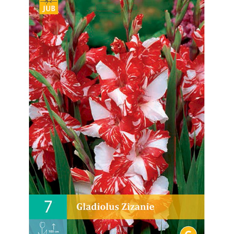 Gladiolus 'Zizanie' (nr. 81)