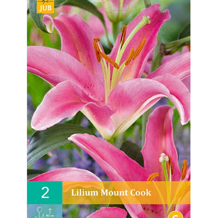 Lilje, orientalsk 'Mount Cook' (nr. 96)