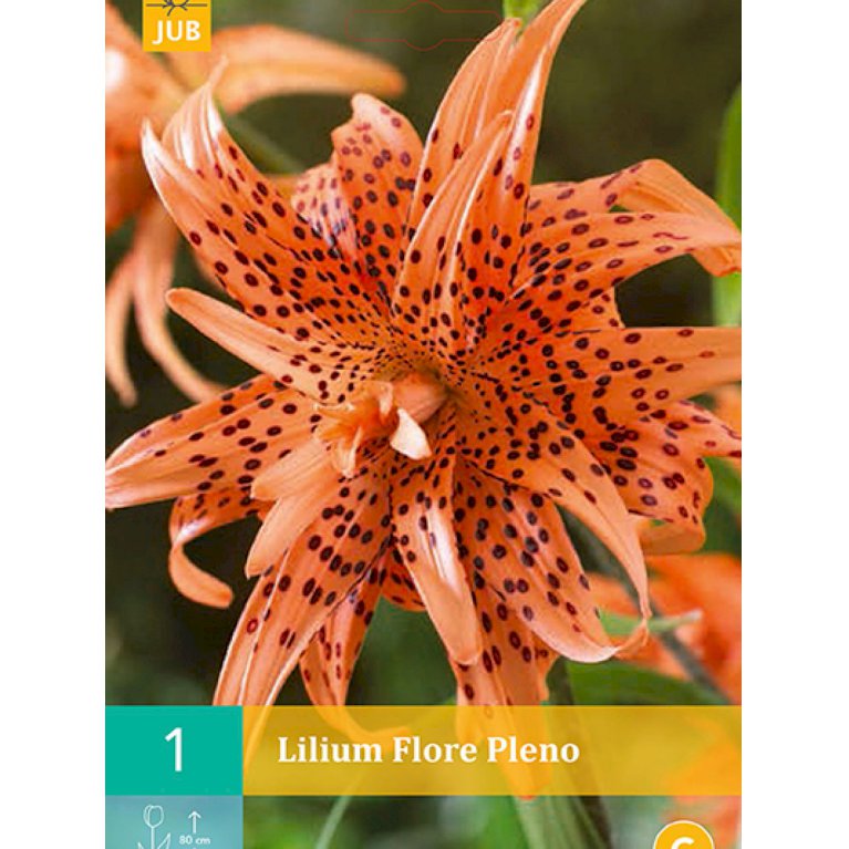 Lilje, asiatisk dobbelt 'Flore Pleno' (nr. 98)