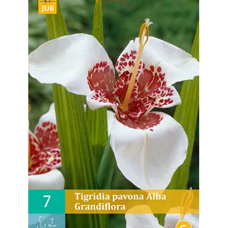 Stor tigerblomst 'Alba Grandiflora' (nr. 149)