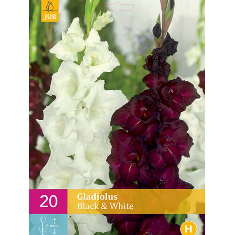 Gladiolus 'Black & White' (nr. 210)