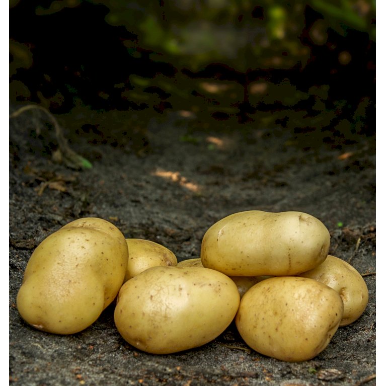 Læggekartofler 'Bintje' - Sen