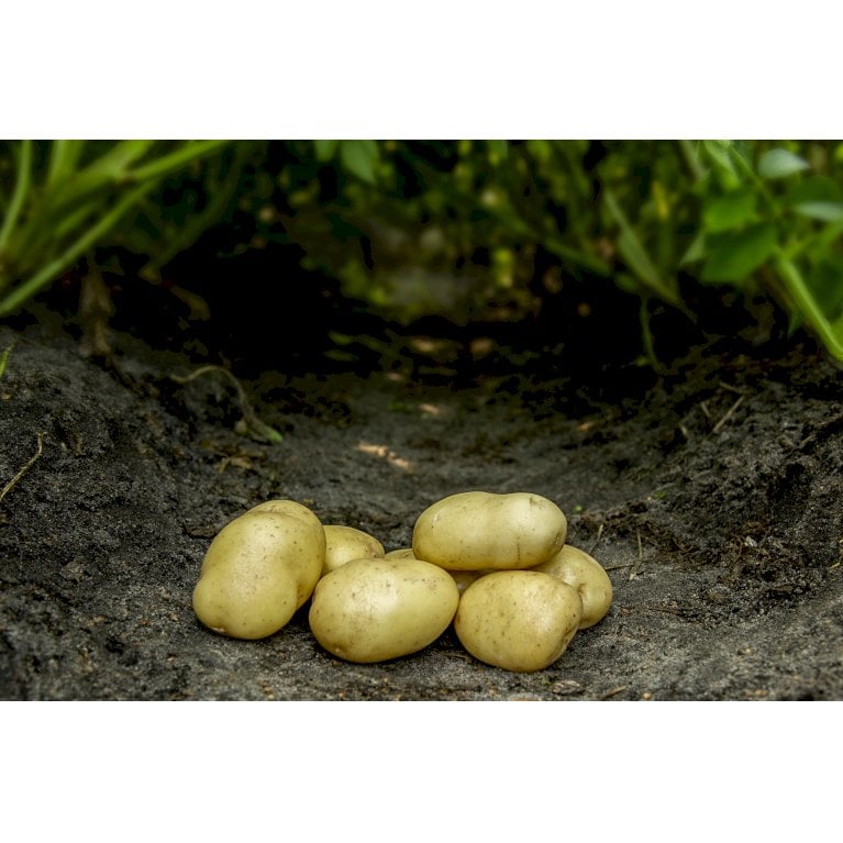 Læggekartofler 'Bintje' - Sen