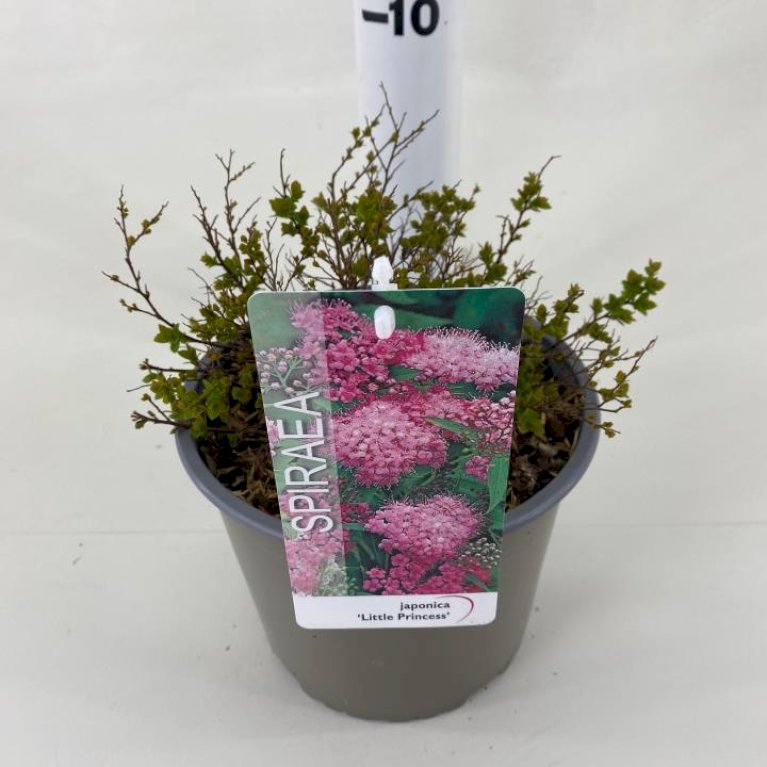 Spiræa 'Little Princess'