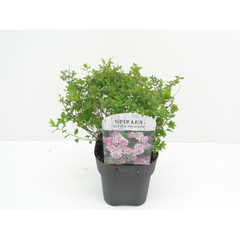 Spiræa 'Little Princess'