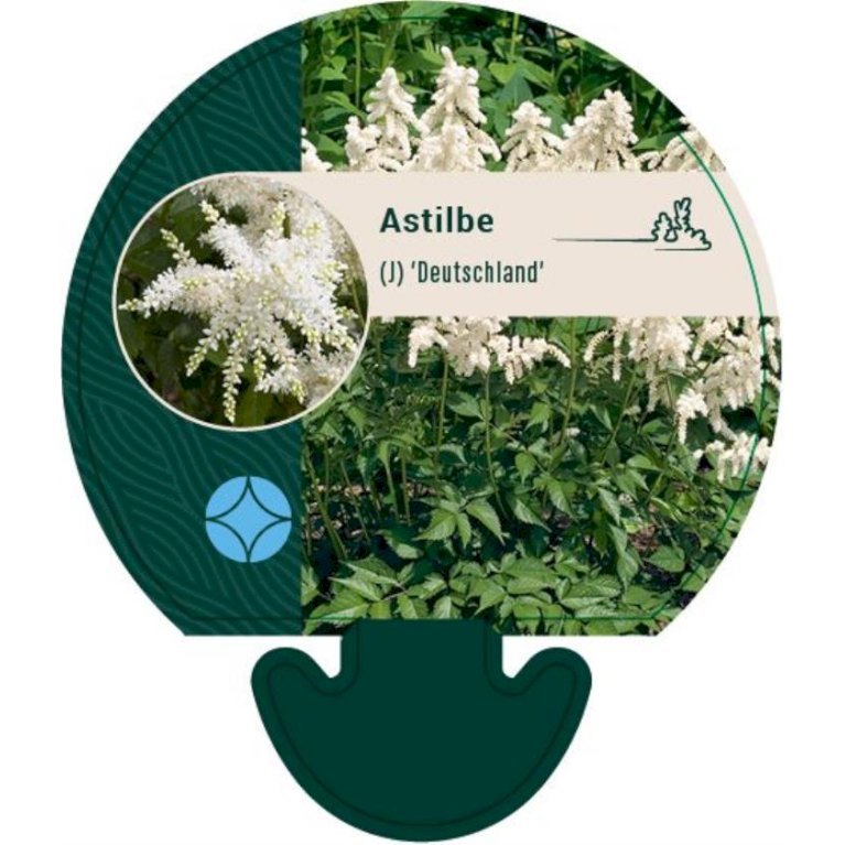 Astilbe 'Deutschland'