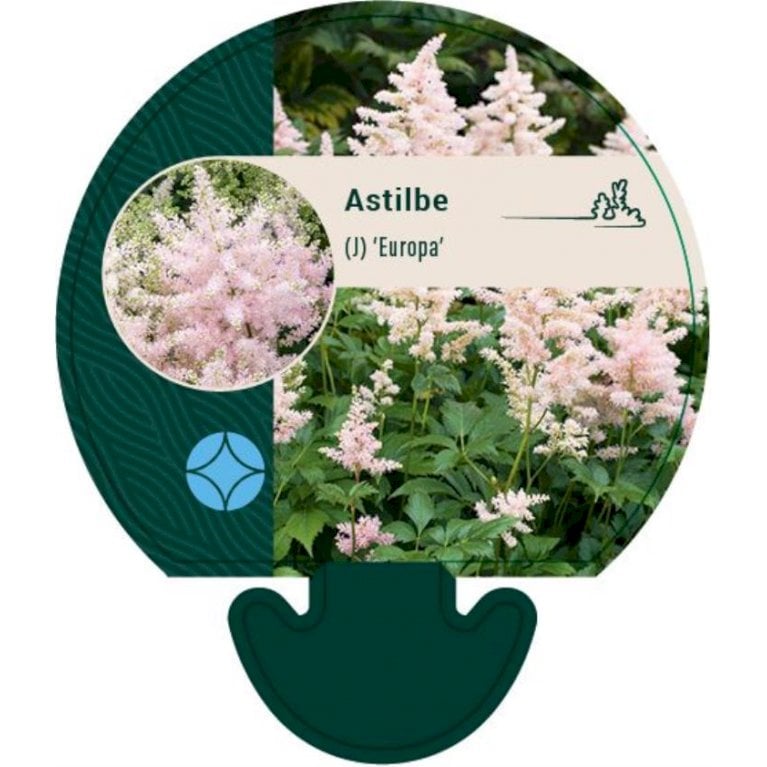 Astilbe 'Europa' - Astilbe japonica 'Europa' (0,8 liter potte)