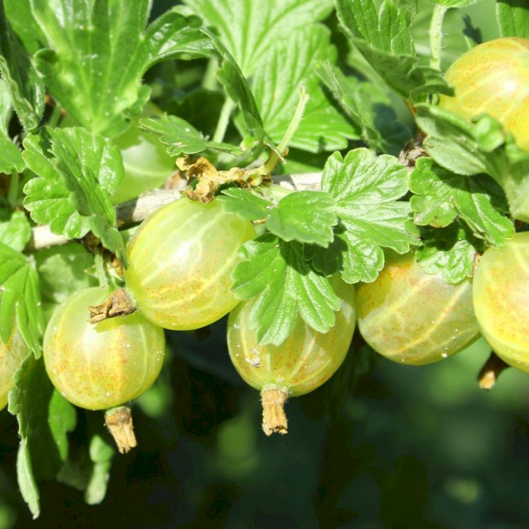 Stikkelsbær 'Gul Hinnomaki'