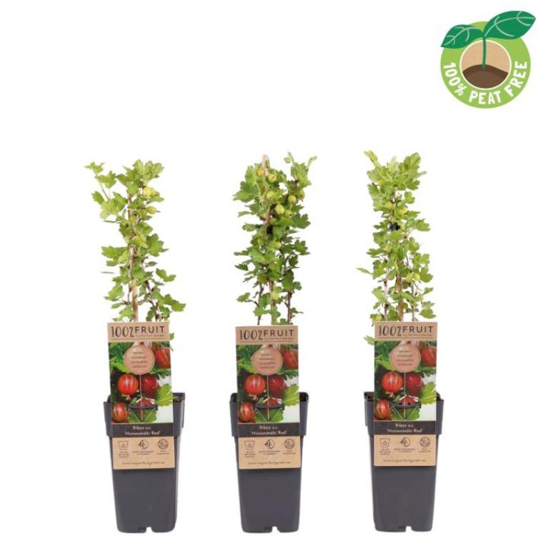 Stikkelsbær 'Rød Hinnomaki'