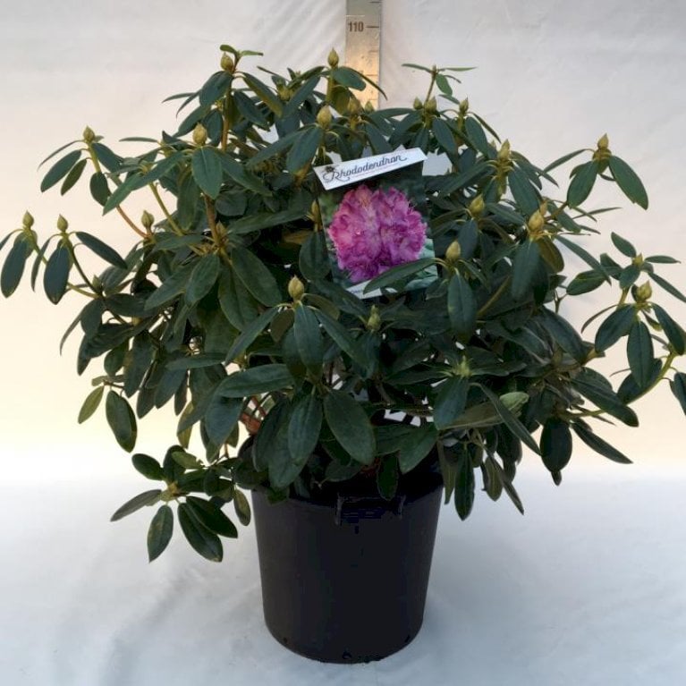 Rhododendron  'Catawbiense Grandiflorum'