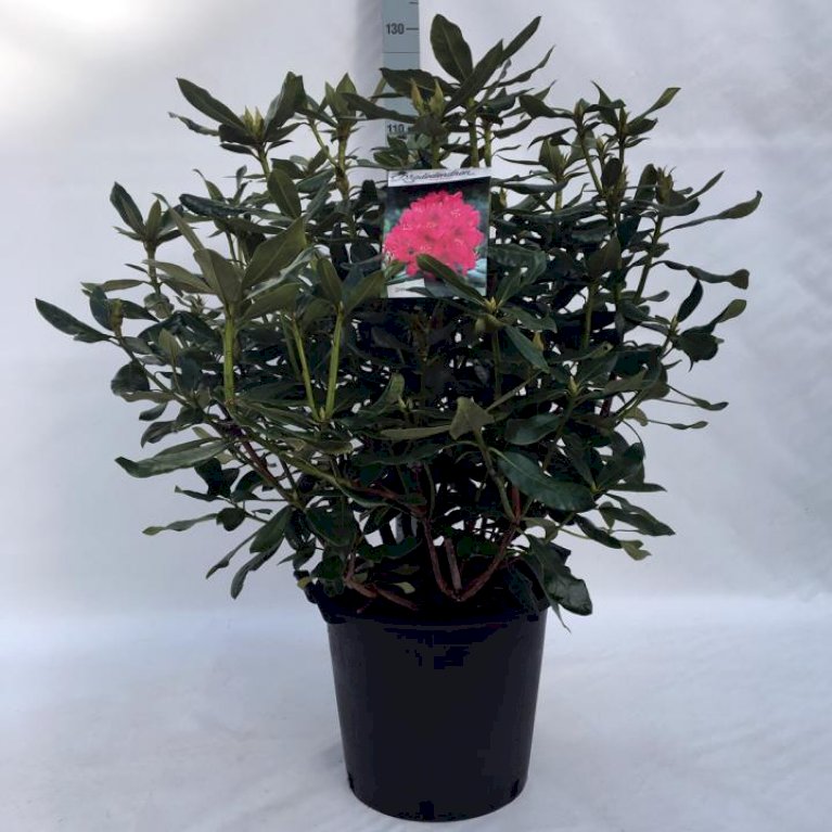 'Nova Zembla'