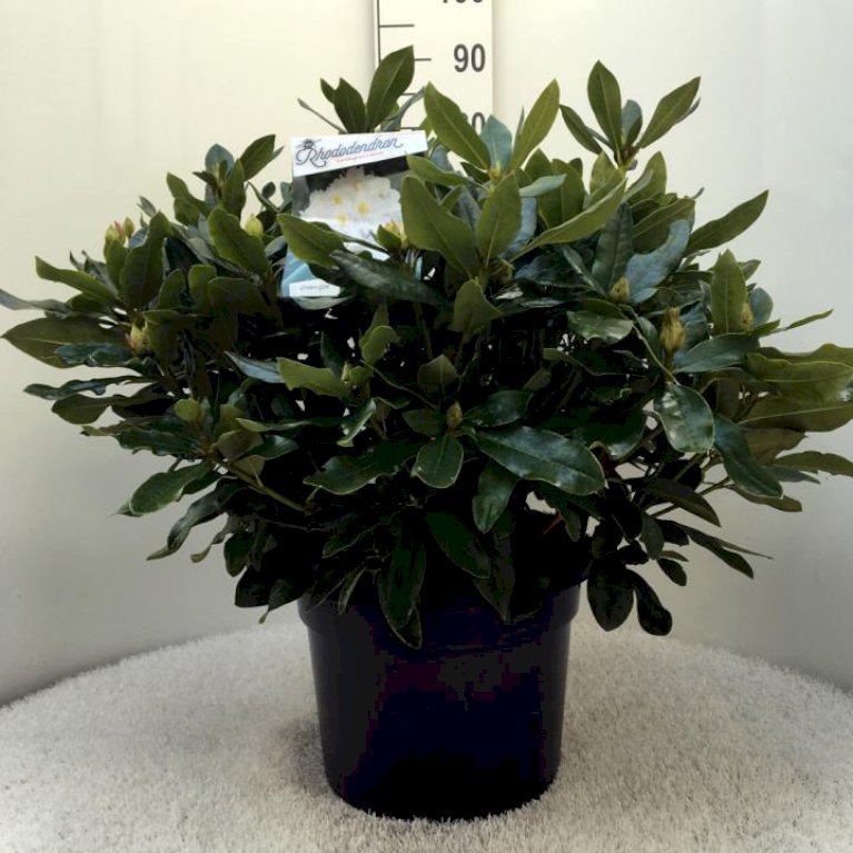 'Cunningham's White'