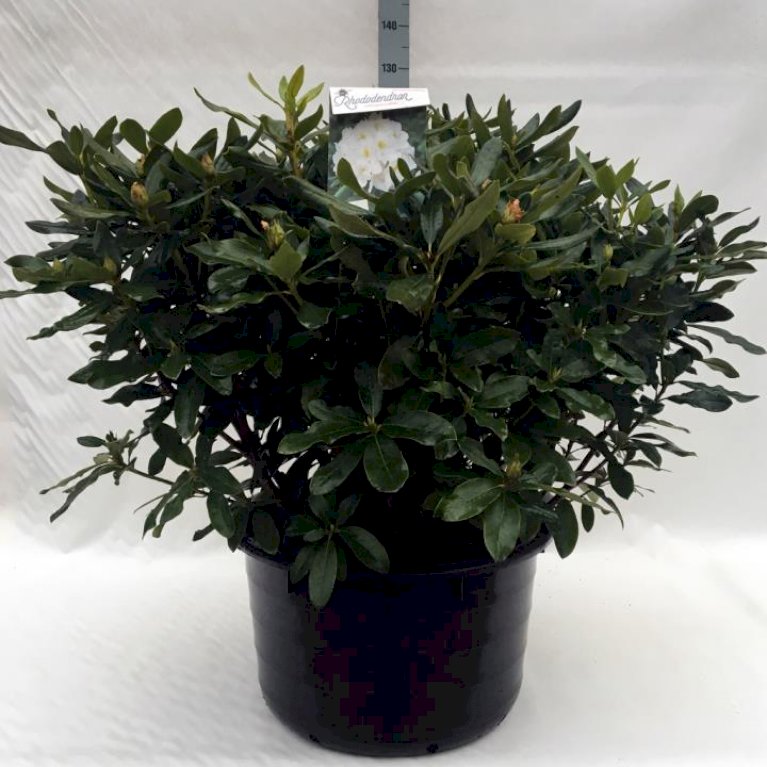 'Cunningham's White'