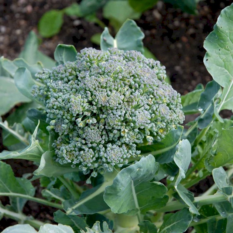 Broccoli 'Calabrese natalino' Øko