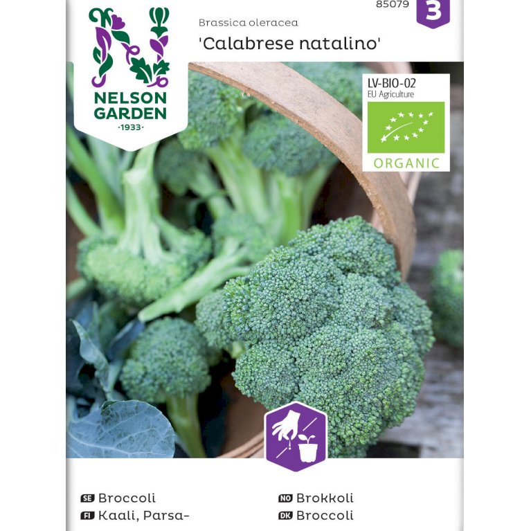 Broccoli 'Calabrese natalino' Øko