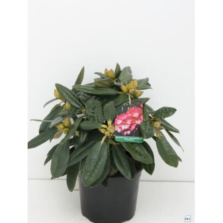 'Fantastica' - Rhododendron x yakushimanum 'Fantastica' (Potte 10 liter 40-50 cm.)