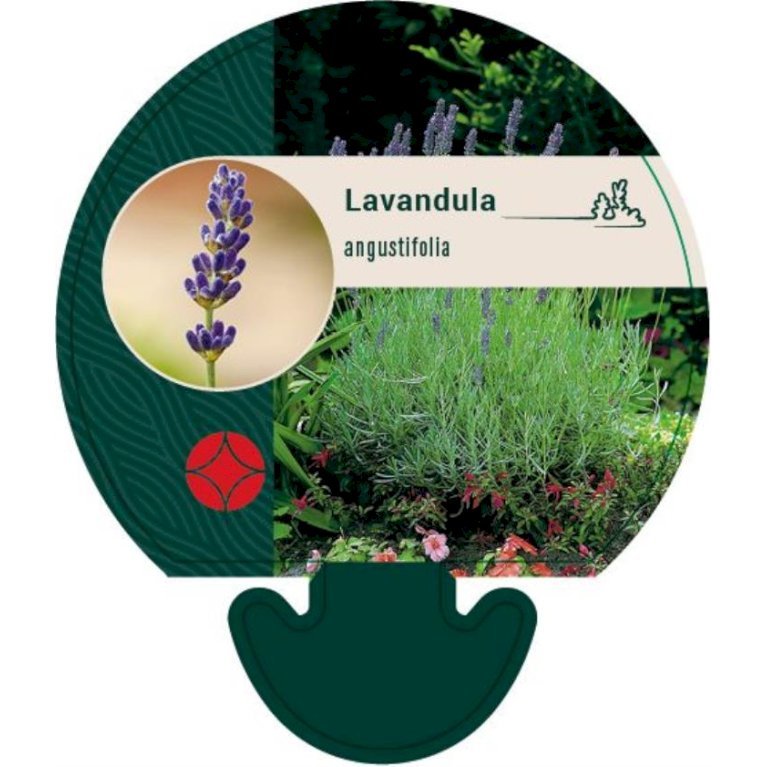 Ægte Lavendel Øko