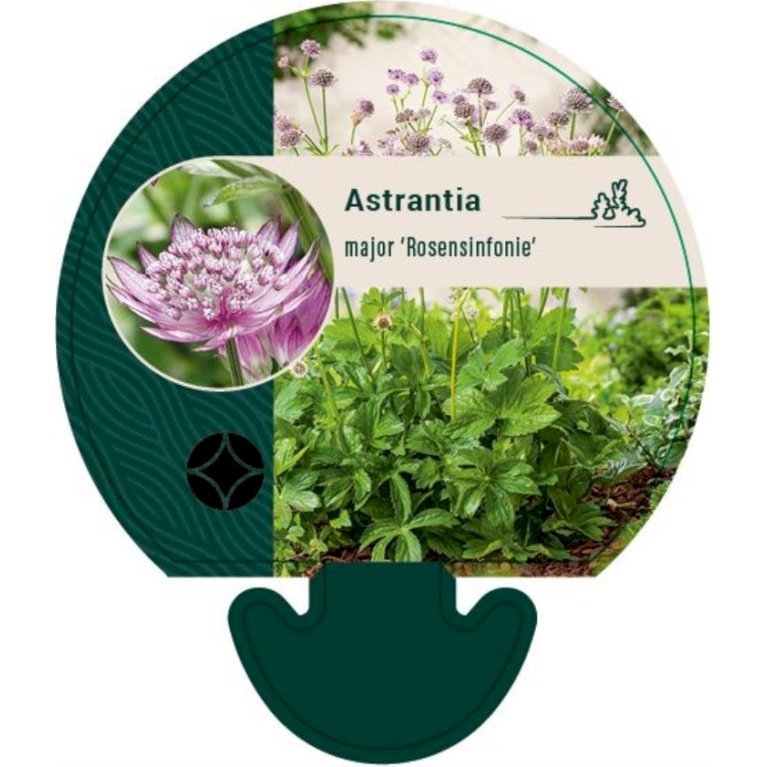 Stjerneskærm 'Rosensinfonie'