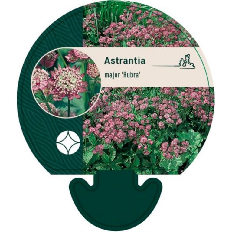 Stjerneskærm 'Rubra'